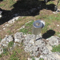 Rodil y Peñalisa (213)